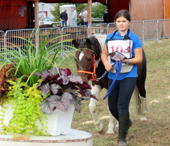 présentation du cheval avant épreuve