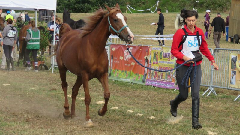 présentation du cheval avant l