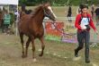 présentation du cheval avant l