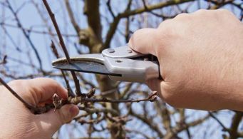 Cours de taille sur arbre fruitier