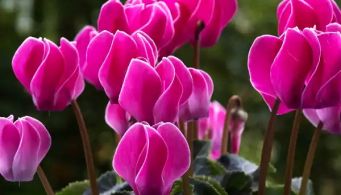 Lina Beyer, nouvelle nonagénaire !