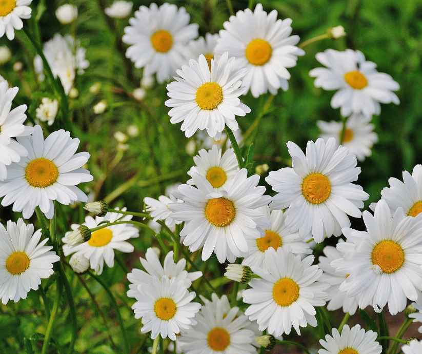 marguerites