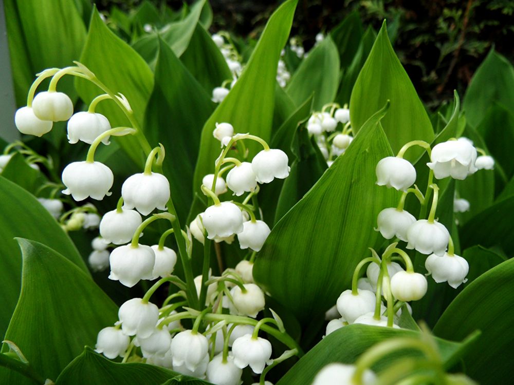 muguet