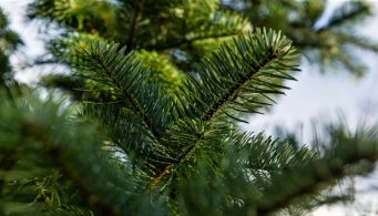 Les jeunes footballeurs de l'alliance de la Haute Moder organisent la collecte des sapins de Noël samedi le 11 janvier