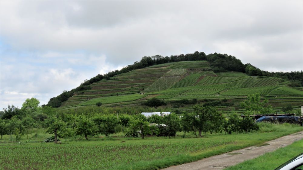 les vignes