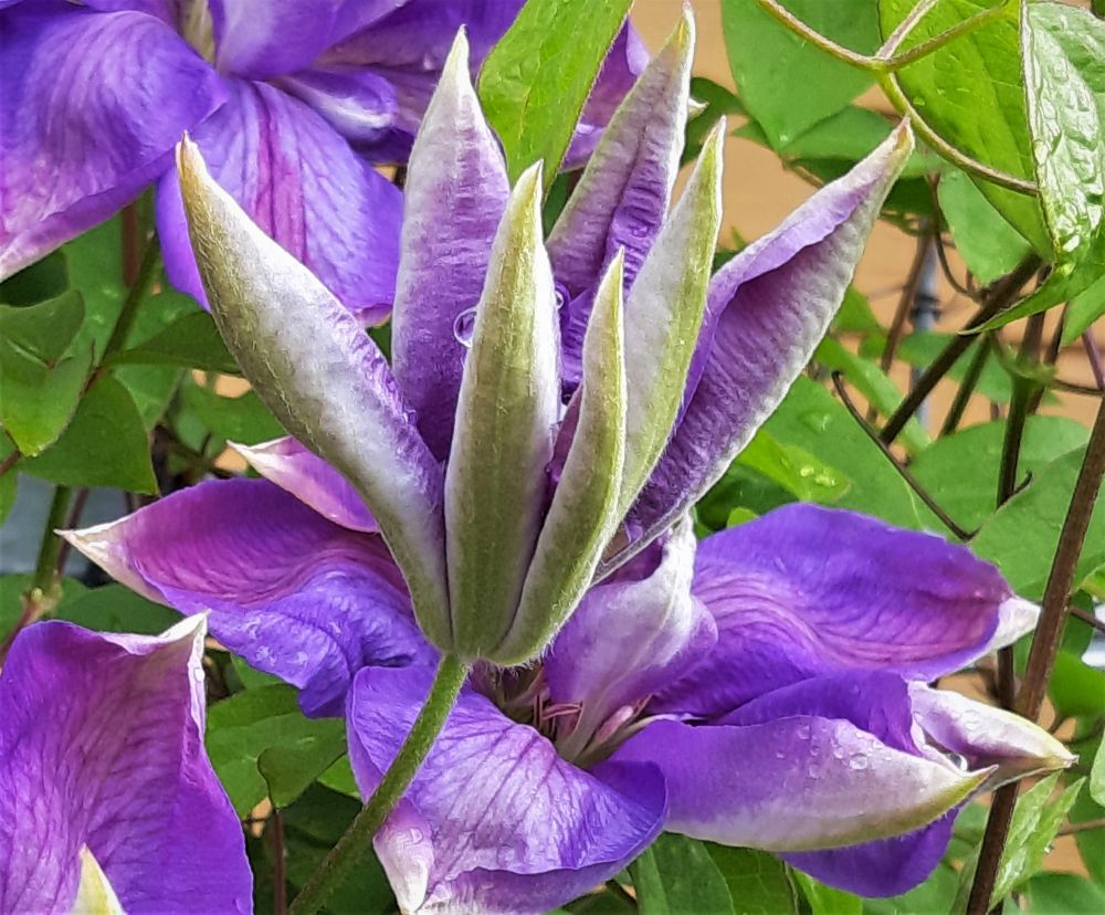 belle fleur devant la médiathèque